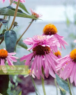 Уникална Ехинацея с двуетажни цветове медоносна - Echinacea Doubledecker Уникална Ехинацея с двуетажни цветове медоносна - Echinacea Doubledecker