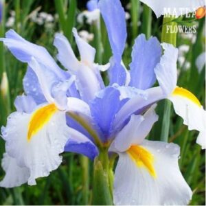Ирис многогодишен Сребърна Красавица - Iris silvery beauty