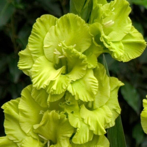 Най-хубавият къдрав зелен гладиол Евъргрийн - Gladiolus Evergreen