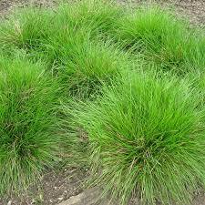 Трева дешампсия акцент за Вашата градина - Deschampsia pixie fountain