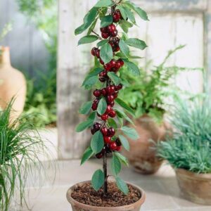 Нискостеблена сладка тъмно червена череша Силвия - Prunus Avium Sylvia