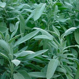 Салвия градински чай многогодишна акцент в градината вкоренена в саксия - Salvia potted herb