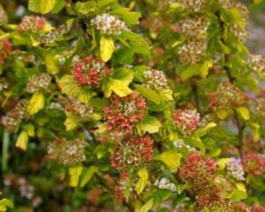 Физокарпус силно зимоустойчив вечно зелен храст с червени цветове - Physocarpus opulifolius diablo