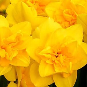 Нарцис Денят на кралицата уникално кичест - Narcissus queens day