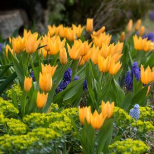 Лале тройно Престанс Шогун истинско вълшебство в градината - Tulip Praestans shogun