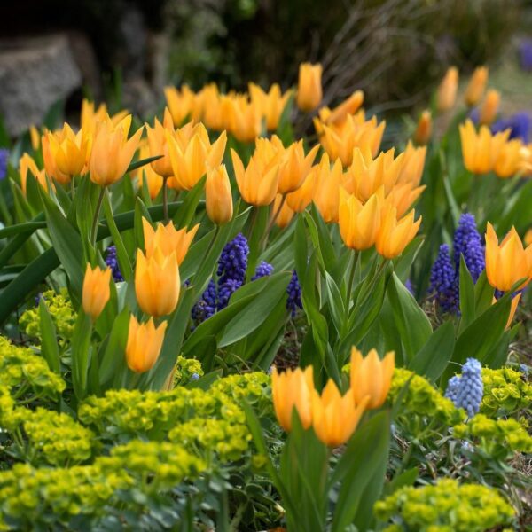 Лале тройно Престанс Шогун истинско вълшебство в градината - Tulip Praestans shogun