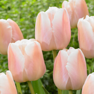Лале Гордата праскова в перфект бленд на розово и оранжево - Tulip Apricot pride