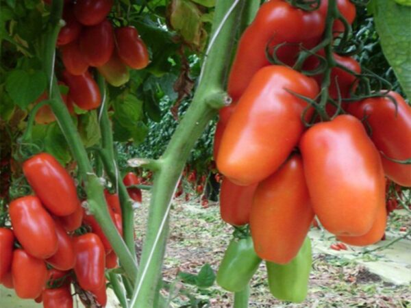 Домат Сибари без колове с висока захарност подходящ за лютеници и сушене - Tomato Sibari