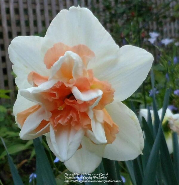 Нарцис кичест очарователно красив с огромен 10 см. цвят - Narcissus Delnashaugh