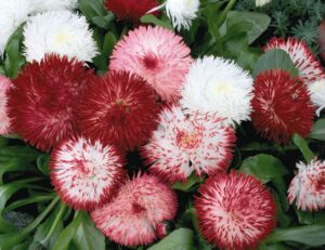Белис двуцветен многогодишен със супер едър цвят сорт Хабанера - Belis Habanera white red tips