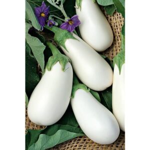 Патладжан бял сорт Клара F1 най - здравословен - Eggplant Clara F1