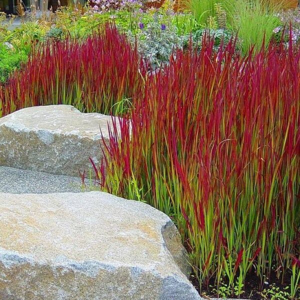 Червена многогодишна студоустойчива трева акцент в градината - Imperata red baron
