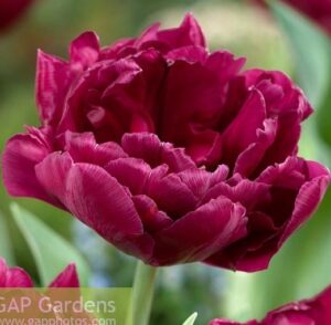 Лале Витрина цъфти рано на пролет с кичест вишнев цвят - Tulip double early Showcase