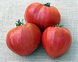 ДОМАТ Биволско сърце РОЗОВ любим сорт на градинарите в оригинална опаковка - Tomato Oxheart
