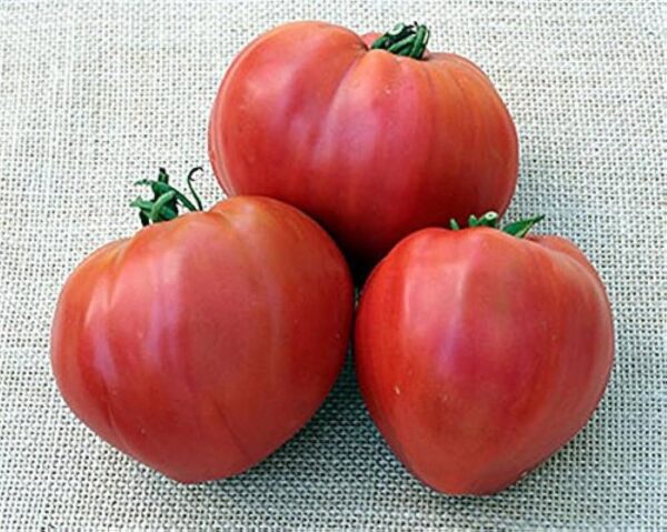 ДОМАТ Биволско сърце РОЗОВ любим сорт на градинарите в оригинална опаковка - Tomato Oxheart
