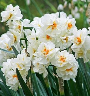 Нарцис троен ароматенне изчезва Сър Уинстон Чърчил - Narcissus Winston Chirchil