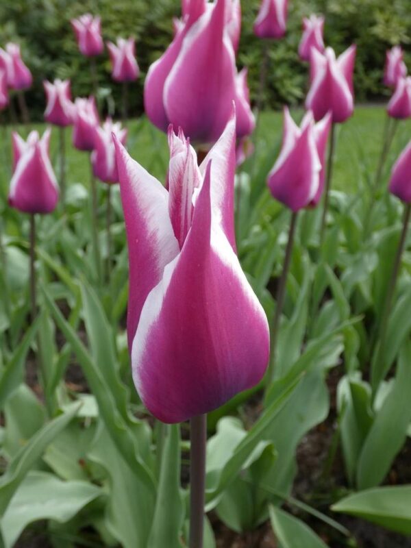 Лале лилиевидно Клаудия с грациозен лилаво - розов цвят - Tulip Claudia
