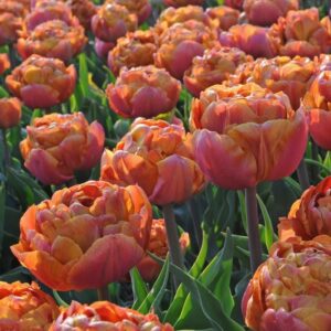 Лале ароматно единственото в цвят карамел Брауни - Tulip Brownie Лале ароматно единственото в цвят карамел Брауни - Tulip Brownie
