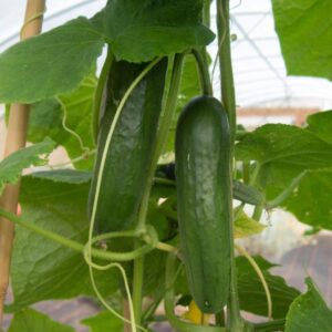 Краставица салатна без горчивина не е ГМО устойчива на мана - Cucumber Yanez F1