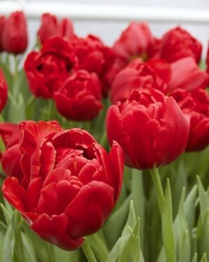 Лале ранно цъфтящо кичесто огнено червено Абба - Tulip Abba Лале ранно цъфтящо кичесто огнено червено Абба - Tulip Abba