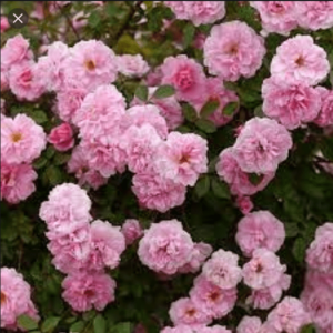 Роза катерлива Дж. Дейвис с изобилни гъсти аристократични цветове - Rose John Davis climbing