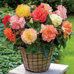 Бегония с извънземни къдрави двуцветни цветове смес - Begonia crispa marginata mix Бегония с извънземни къдрави двуцветни цветове смес - Begonia crispa marginata mix