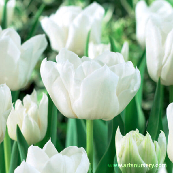 Лале Мондиал божуресто кичесто и ароматно - Tulip mondial