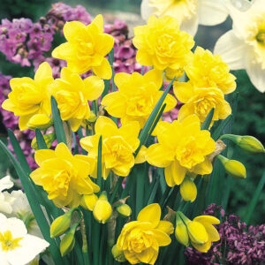 Нарцис кичест невероятен с 2 цвята златният дукат - Narcissus Golden ducat 3