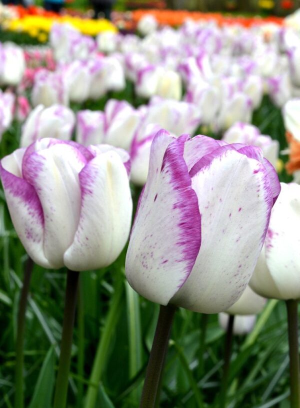 Лале Шърли с много красив бяло лилав преливащ цвят - Tulip Shirley