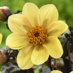 Далия саксийна жълта усмивка - Dahlia yellow sneezy Далия саксийна жълта усмивка - Dahlia yellow sneezy