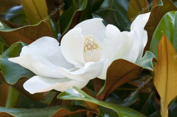 Магнолия грандифлора най-красивата и вечно зелена и силно ароматна - Magnolia grandiflora