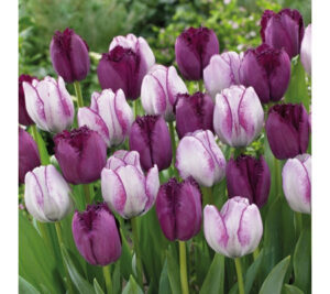 Лале синя боровинка и сметана смес - Tulip magic lilac mix