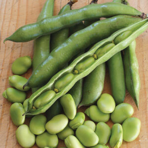 Бакла СУПЕР РОДОВИТ сорт за есенна и пролетна сеитба - Broad bean Superaguadulce