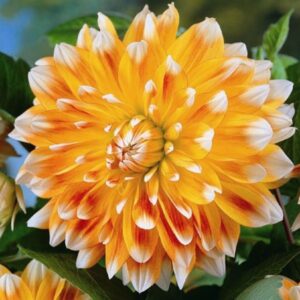 Далия праскови и сметана с гигантски 20 см. цмят - Dahlia Peaches and Cream Далия праскови и сметана с гигантски 20 см. цмят - Dahlia Peaches and Cream