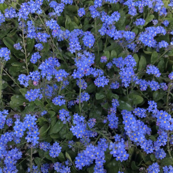 Миосотис многогодишна незабравка самозасяваща се 100 броя семена - Miosotis Blue sylva