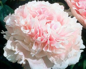 Божур Парфе с необикновено красиви кичести ароматни цветове - Peony Chiffon Parfait Божур Парфе с необикновено красиви кичести ароматни цветове - Peony Chiffon Parfait