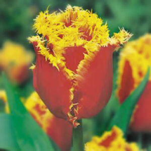 Лале червено с жълто контрастен акцент в градината - Tulip Davenport