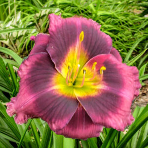Хемерокалис Среднощен динамит - Hemerocallis midnight dynamite Хемерокалис Среднощен динамит - Hemerocallis midnight dynamite