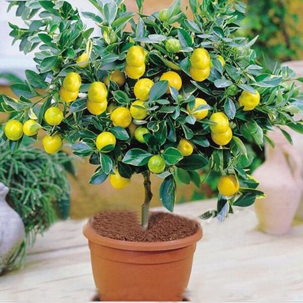 Ароматен нискостеблен едроплоден лимон в саксия с височина 1 метър - Citrus limon (Lemon)