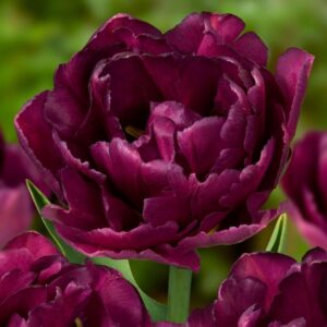 Лале божуресто бургунди ексклузивен цвят - Tulip double burgundy