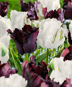 Лале папагалска колекция черно и бяло - Parrot tulip mix
