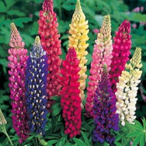 Лупинус тип джудже с гъсти цветове многогодишен 45 см - Lupinus LULU mix Лупинус тип джудже с гъсти цветове многогодишен 45 см - Lupinus LULU mix