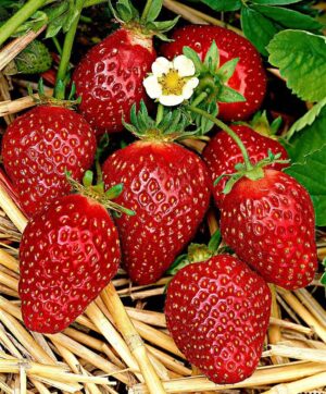 Супер едра и уникално вкусна ягода Корона - Strawberry Korona Fragaria