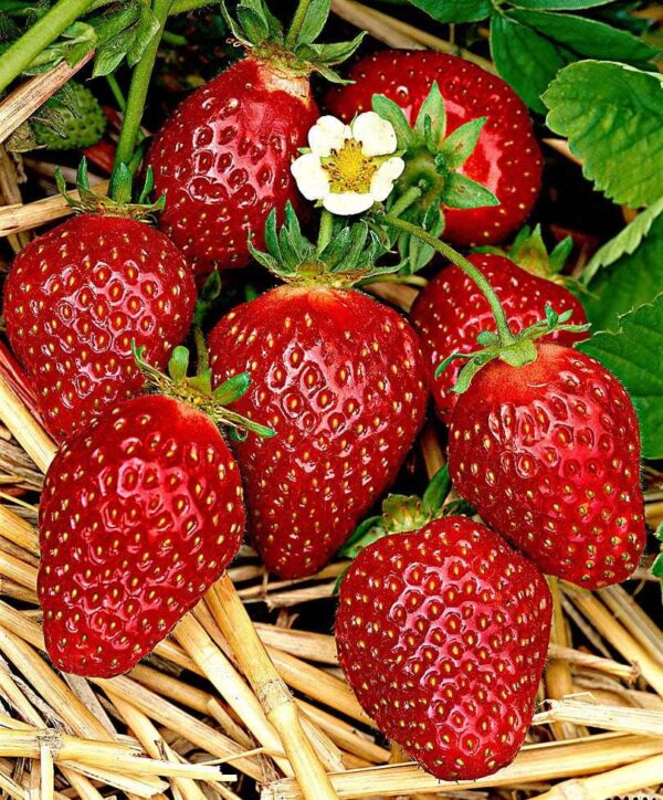 Супер едра и уникално вкусна ягода Корона 5 броя - Strawberry Korona Fragaria