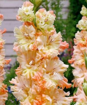 Къдрав гладиол Сочи в цвят на морски плаж - Gladiolus Sotsji Къдрав гладиол Сочи в цвят на морски плаж - Gladiolus Sotsji