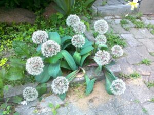 Декоративен алиум с 8 см бял цвят награден за своята красота - Allium karataviense