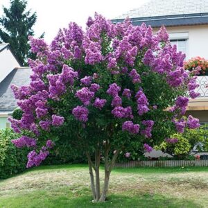 Лагерстремия магнетичният акцент в градината Ви - Lagerstoemia deep rose