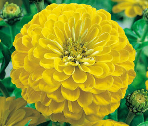 Циния елеганс жълто злато - Zinnia elegans Canary bird Циния елеганс жълто злато - Zinnia elegans Canary bird