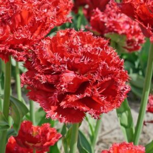 Лале Катар невиждано красиво кичесто ресничесто червено - Tulip Qatar 5 Лале Катар невиждано красиво кичесто ресничесто червено - Tulip Qatar 5