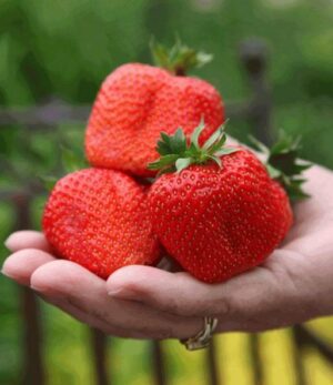 Най-едрата XXL ягода Максим с прекрасен вкус и лесна за отглеждане - Maxim XXL strawberry